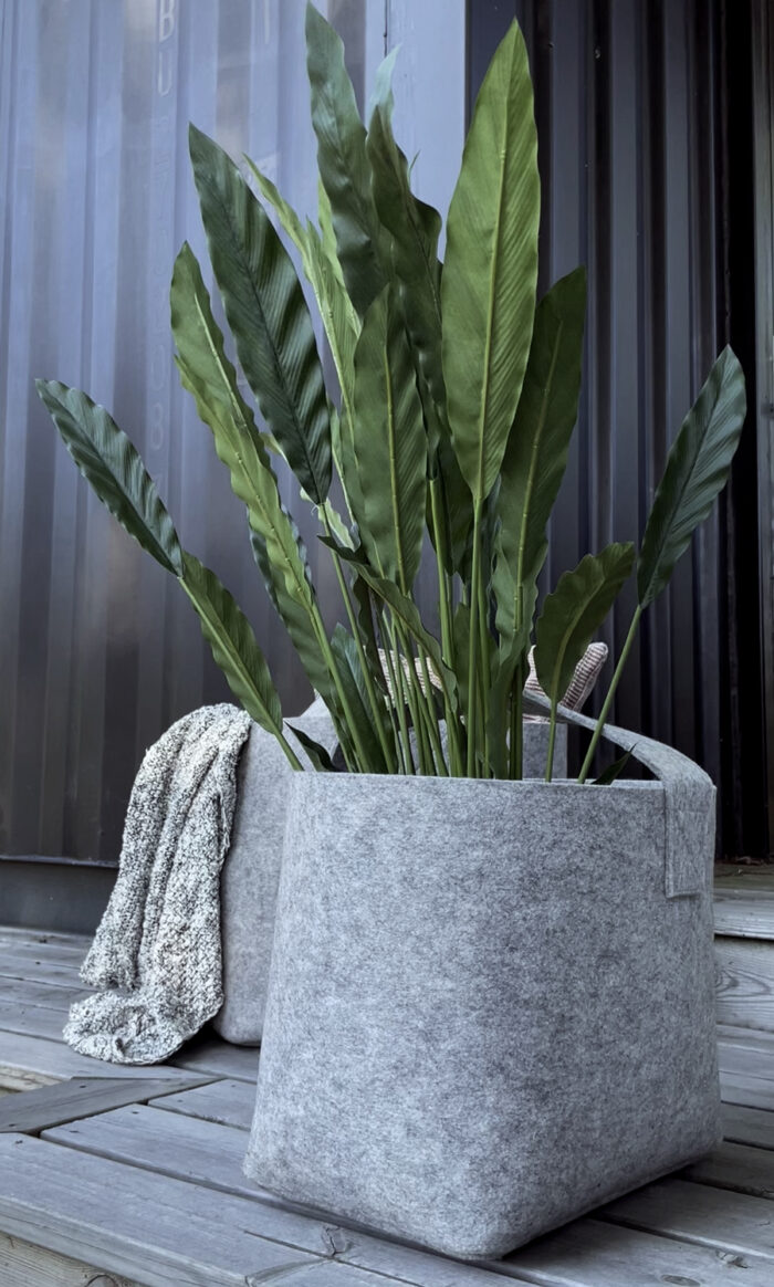 Calathea 77 cm - Bild 2