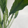 Calathea 77 cm - Bild 4