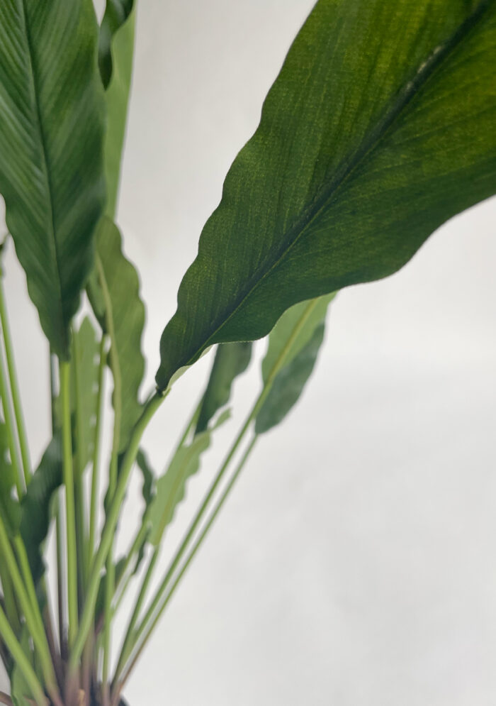 Calathea 77 cm - Bild 4