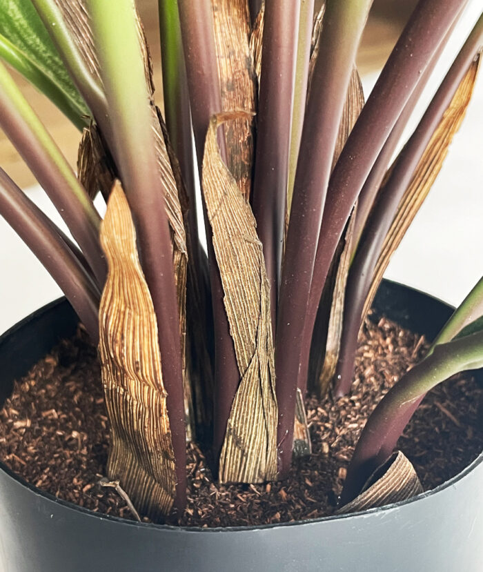 Calathea 77 cm - Bild 3