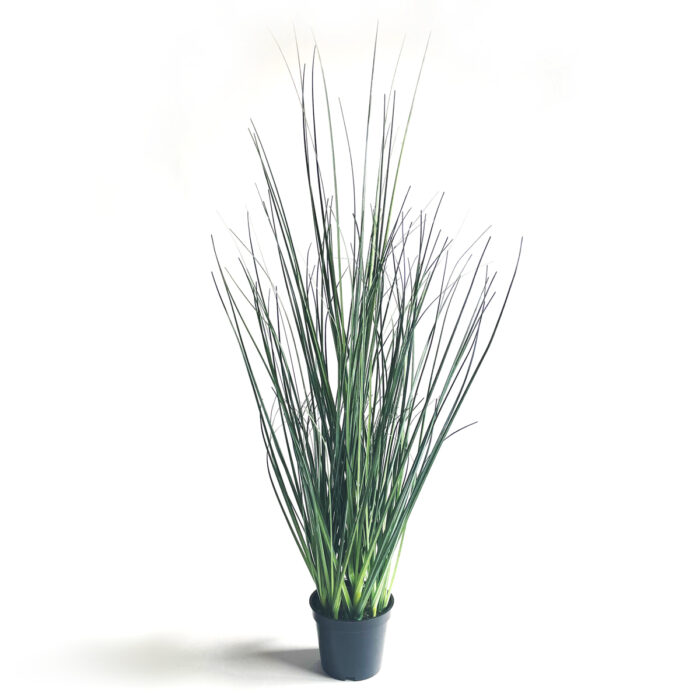 Gräs i kruka 60 cm