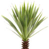 Agave på skaft