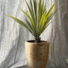 Agave på skaft - Bild 2