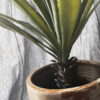 Agave på skaft - Bild 3