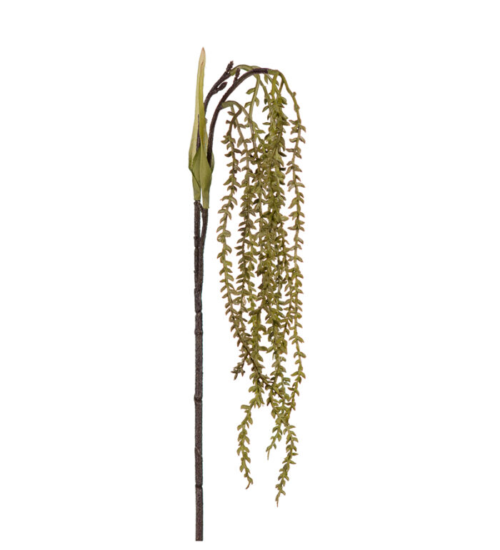 Kvist Succulent