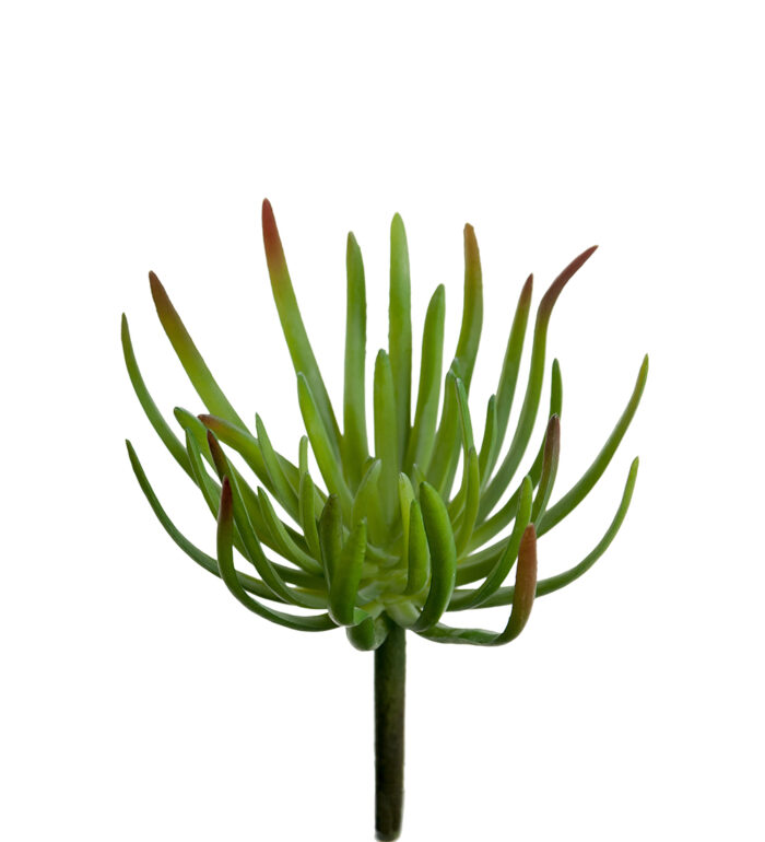 Succulent