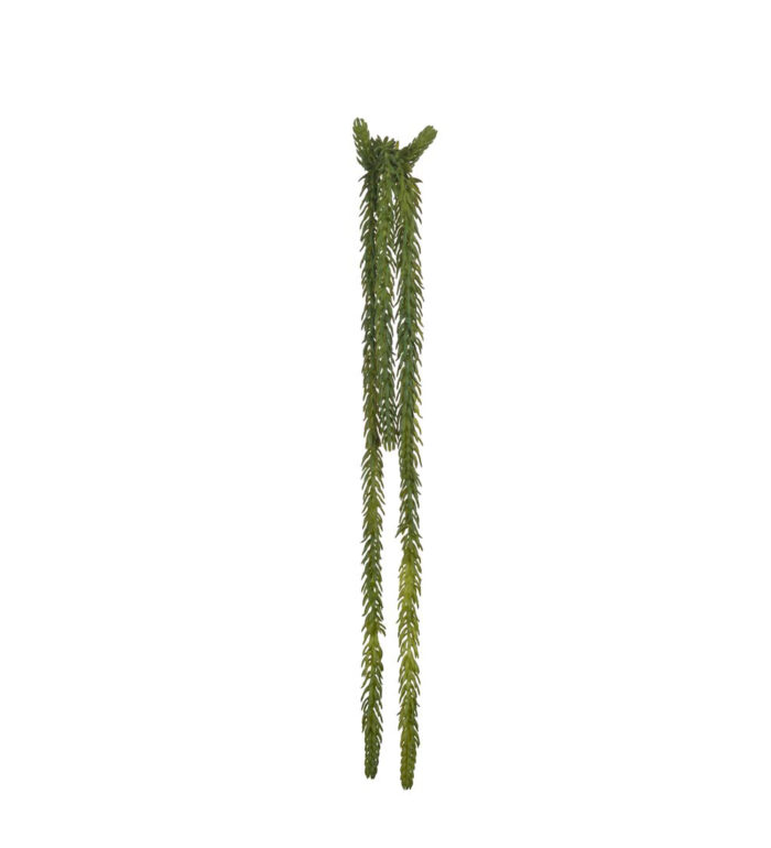 Succulent Burro´s Tail