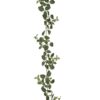 Girlang Fittonia