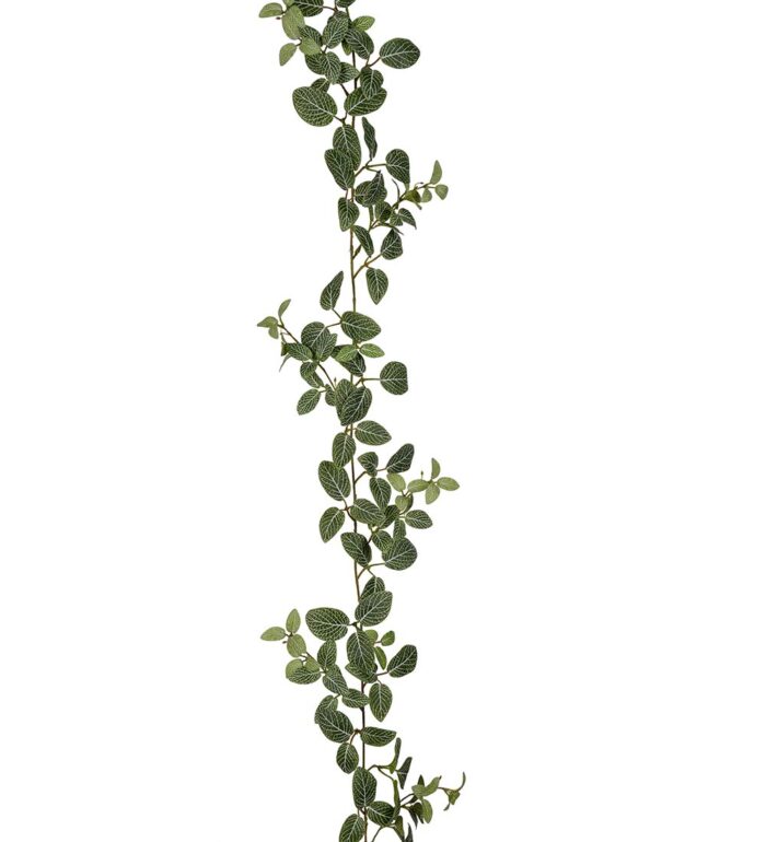 Girlang Fittonia