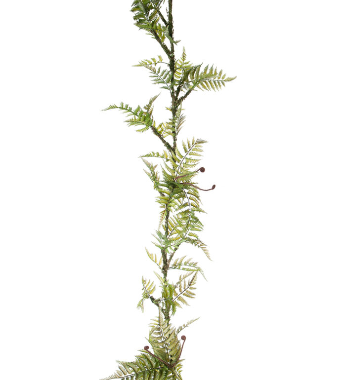 Girlang Asparagus