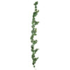 Girlang Peperomia