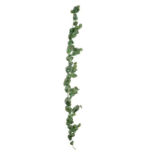 Girlang Peperomia