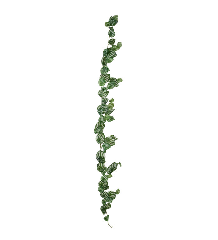 Girlang Peperomia
