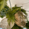 Girlang Fittonia - Bild 3