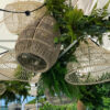 Girlang Fittonia - Bild 2