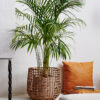Korg Oohh Waterhyacinth - Bild 2