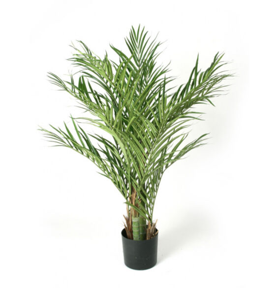 Palm Areca