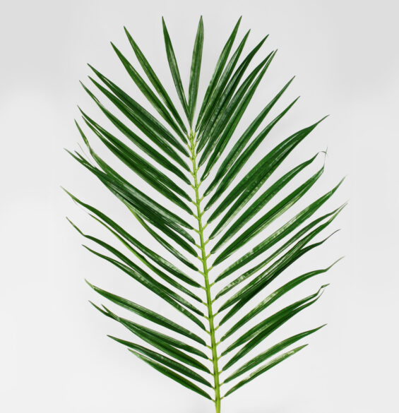 Palmleaf