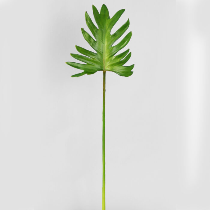 Philodendron