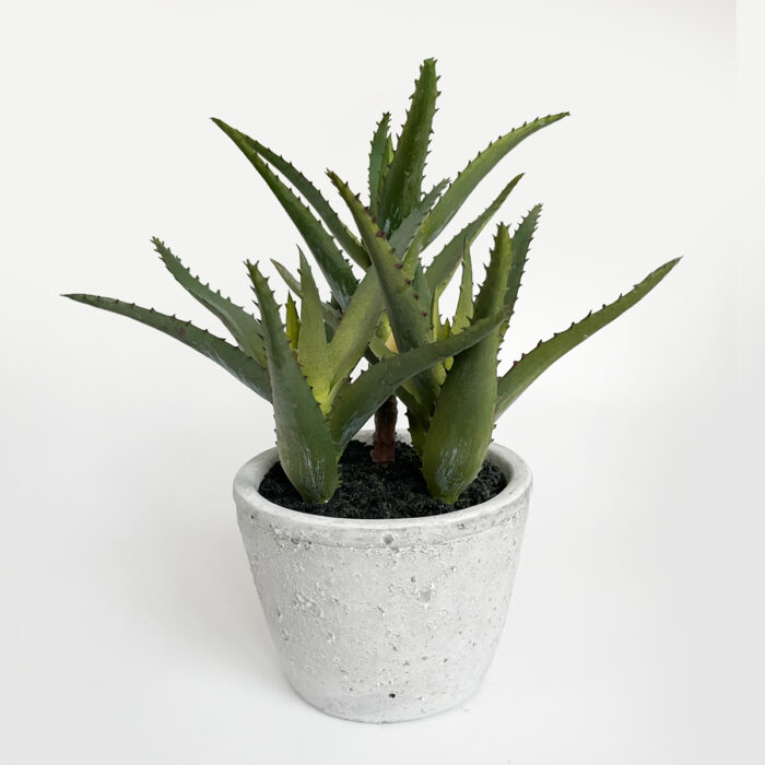 Aloe Vera - Bild 3
