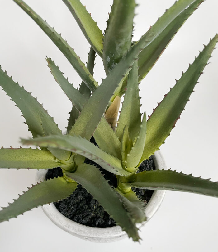 Aloe Vera - Bild 2
