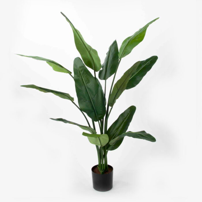 Travelers Palm