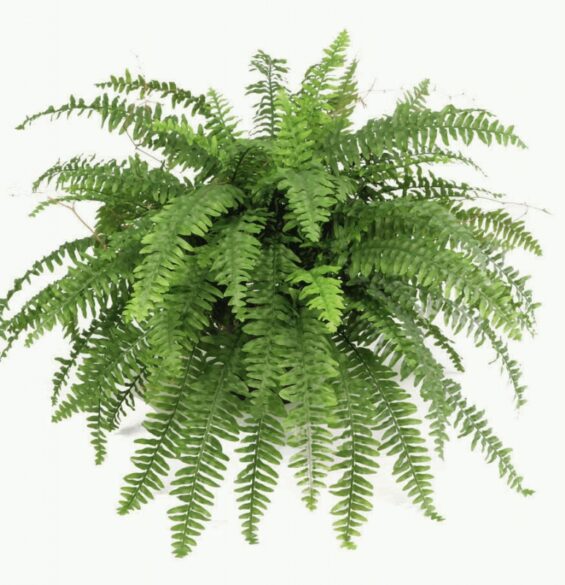 Ormbunke BostonFern 100cm