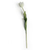 Snittblomma Tulpan WhiteGreen