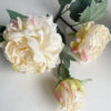 Snittblomma Pion Cream - Bild 3