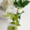 Snittblomma Rose Cream - Bild 2